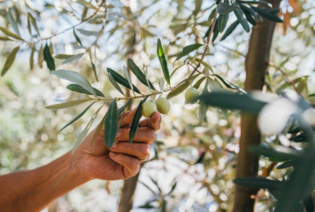 Black Truffle Oil